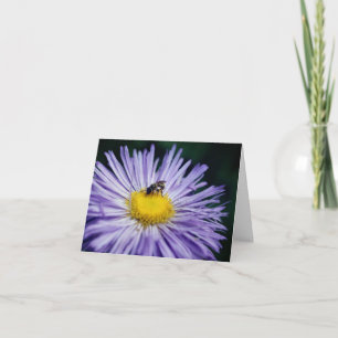 Biene auf lila Gänseblümchen-Blumenfotografie