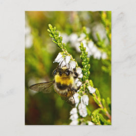Biene auf Lucky White Heather Postkarte