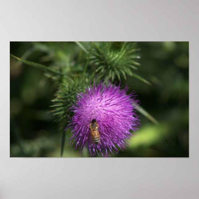 Biene auf Milk Thistle Poster (Vorne)
