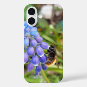 Biene auf Muscari Armeniacum, TraubenHyakinth iPhone 16 Hülle