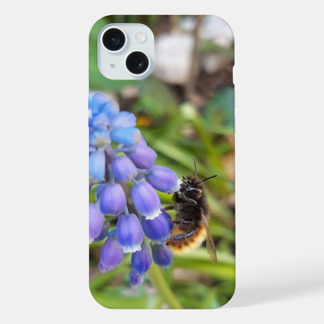 Biene auf Muscari Armeniacum, TraubenHyakinth iPhone Hülle (Rückseite)