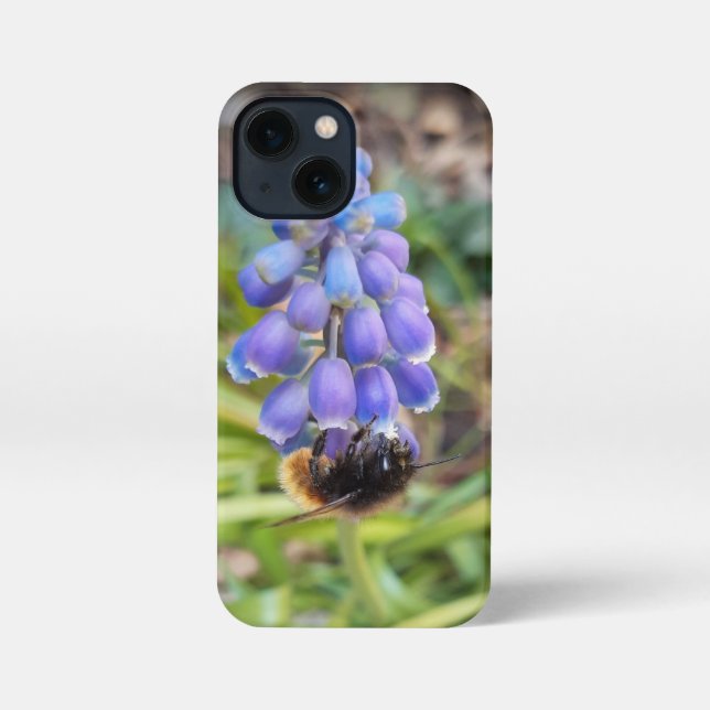 Biene auf Muscari Armeniacum, TraubenHyakinth iPhone Hülle (Rückseite)