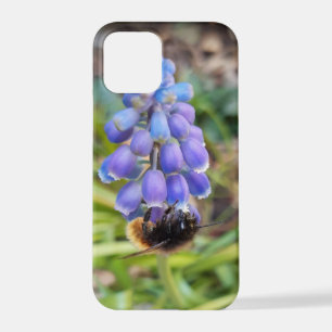 Biene auf Muscari Armeniacum, TraubenHyakinth iPhone 12 Pro Hülle