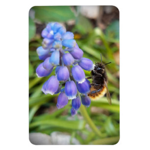 Biene auf Muscari Armeniacum, TraubenHyakinth Magnet