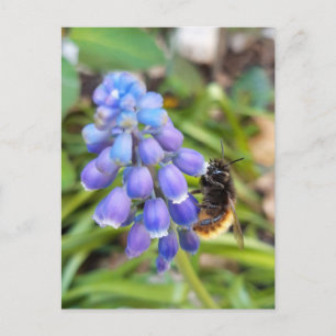 Biene auf Muscari Armeniacum, TraubenHyakinth Postkarte