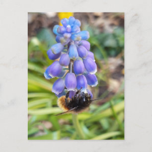 Biene auf Muscari Armeniacum, TraubenHyakinth Postkarte