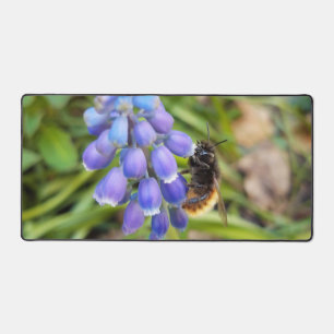 Biene auf Muscari Armeniacum, TraubenHyakinth Schreibtischunterlage