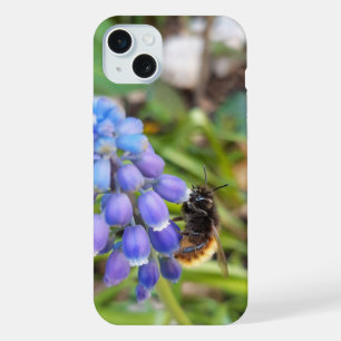Biene auf Muscari Armeniacum, Traubenhyazinthe iPhone 15 Plus Hülle