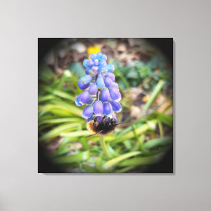 Biene auf Muscari Armeniacum, Traubenhyazinthe Leinwanddruck