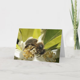 Biene auf Orange Blossom Karte