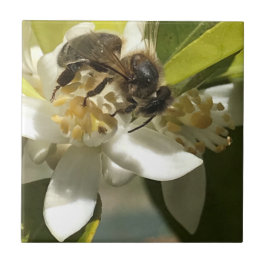 Biene auf Orangenblüte Fliese