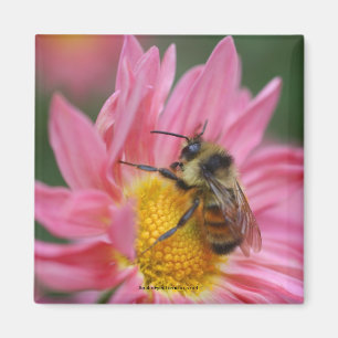 Biene auf rosa Gänseblümchen-Blumen-Foto-Magnete Magnet