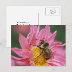 Biene auf rosa Gänseblümchen-Blumenfotografie Postkarte