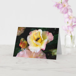 Biene auf rosa Gelben Rosen Blume Karte