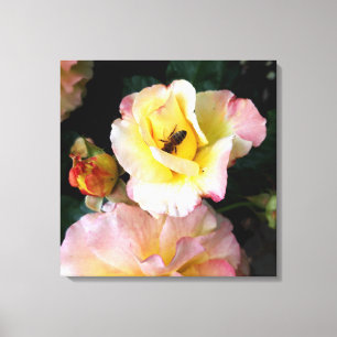 Biene auf rosa Gelben Rosen Blume Leinwanddruck