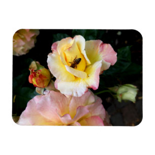 Biene auf rosa Gelben Rosen Blume Magnet