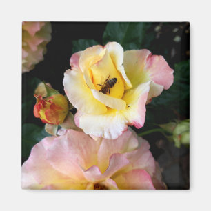 Biene auf rosa Gelben Rosen Blume Magnet