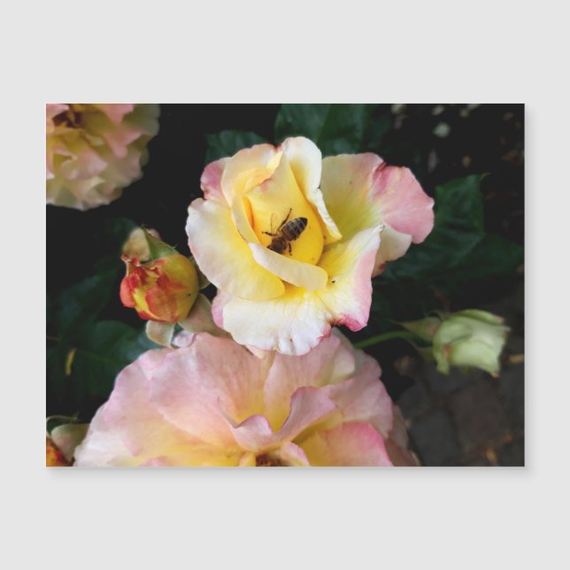 Biene auf rosa Gelben Rosen Blume Magnetkarte (Vorderseite)