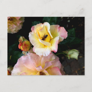 Biene auf rosa gelben Rosenblumen Postkarte