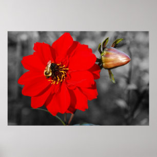 Biene auf rotem Blumen-Plakat Poster