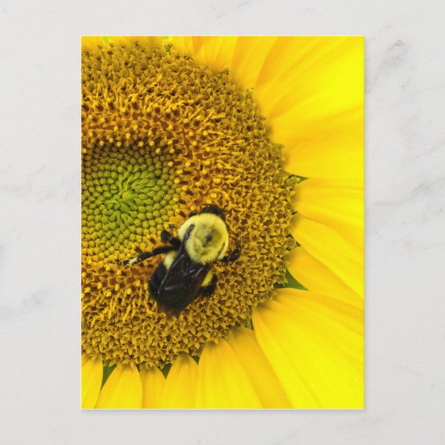 Biene auf Sonnenblume Postkarte (Vorderseite)