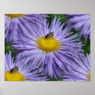 Biene auf violetten Blumen Natur Poster