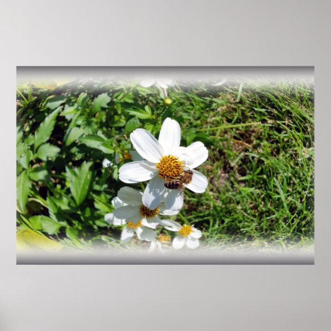 Biene auf weißer Blume Poster (Vorne)