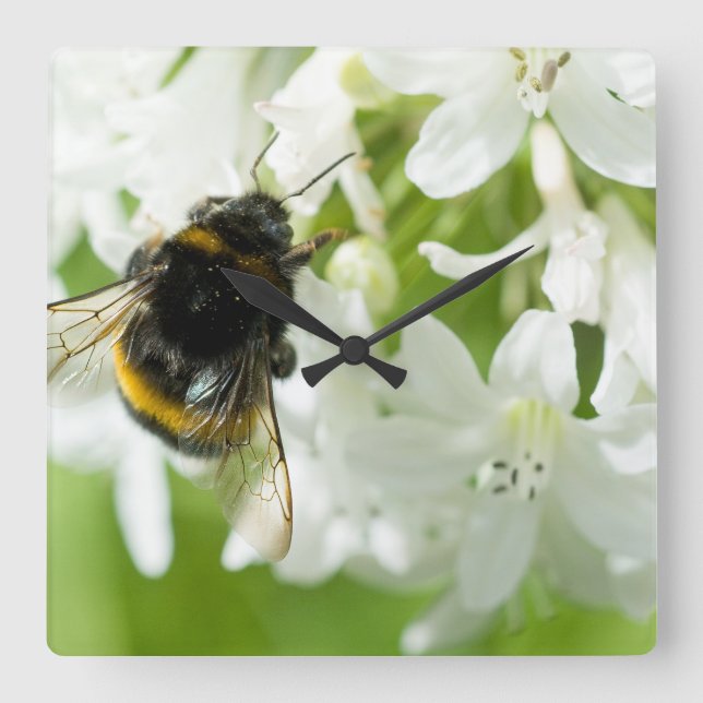 Biene auf weißer Blume Quadratische Wanduhr (Vorderseite)