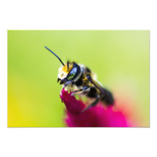 Biene auf Zelosia-Blume Fotodruck