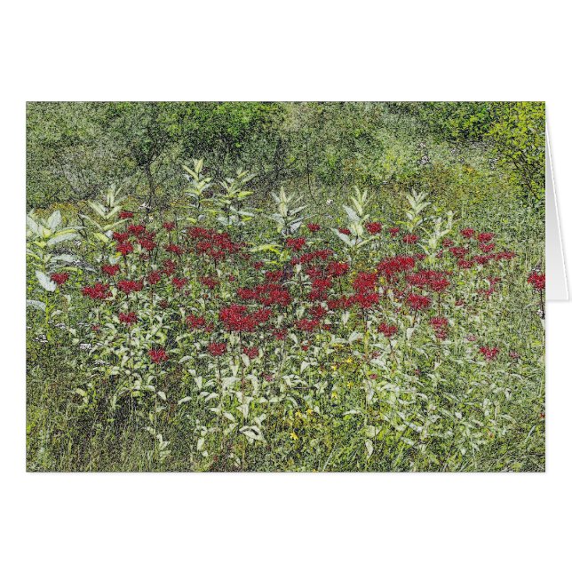 Biene Balm (Bergamont) im August (Vorderseite (Horizontal))