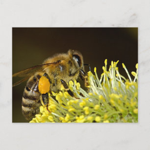 Biene bei der Arbeit Postkarte