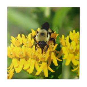 Biene beim Feiern auf Schwalbenwurz-Wildblumen Fliese