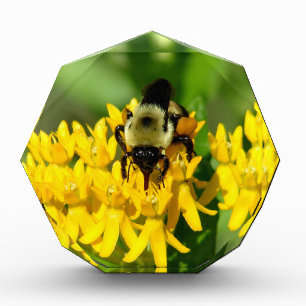 Biene beim Gelage auf Schmetterlingskraut-Wildblum Fotoblock