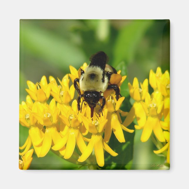 Biene beim Gelage auf Schmetterlingskraut-Wildblum Magnet (Vorne)