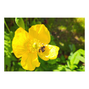 Biene Fotodruck