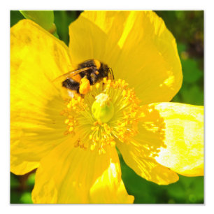 Biene Fotodruck
