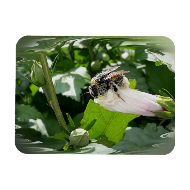 Biene im Sommer Magnet (Horizontal)