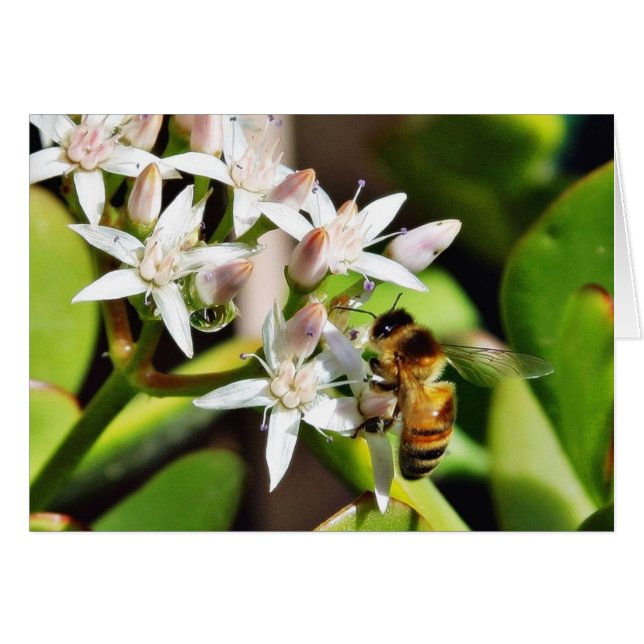 Biene im Wildtierpark (Vorderseite (Horizontal))