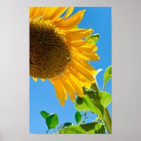Biene in der Sonnenblume