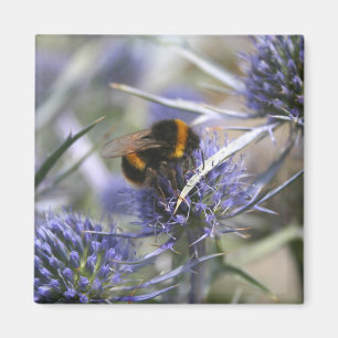 Biene in Distel Magnet