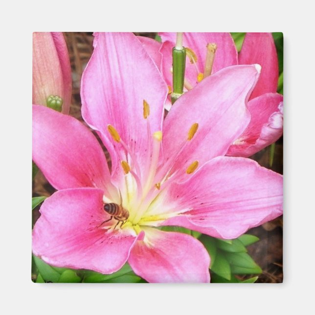 Biene in einer Lilly Magnet (Vorne)