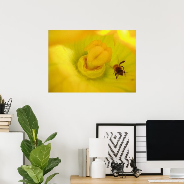 Biene in Zucchiniblüten-Druck Poster (Heimbüro)