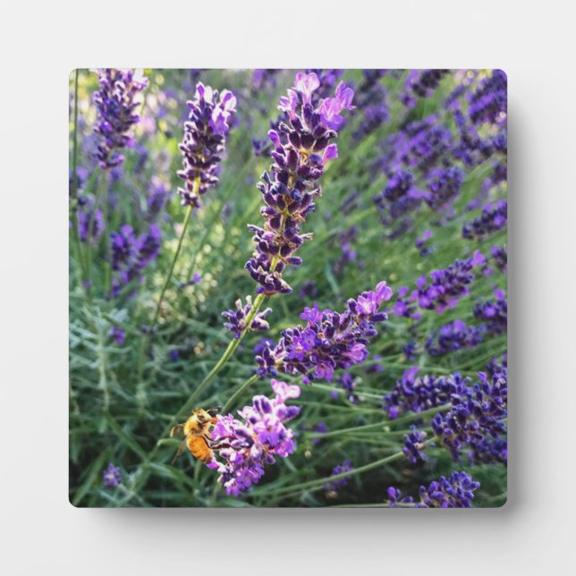 Biene & Lavender Fotoplatte (Vorderseite)