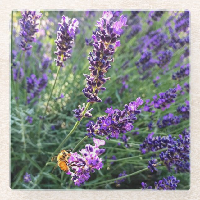 Biene & Lavender Glasuntersetzer (Vorderseite)