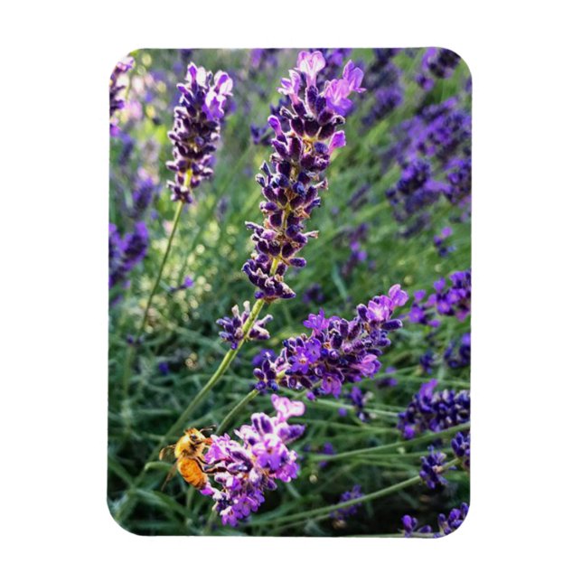 Biene & Lavender Magnet (Vertikal)