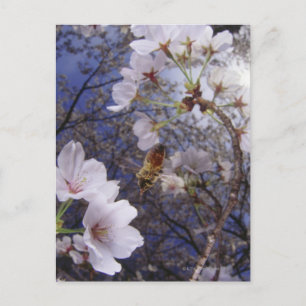 Biene nähert sich Kirschblüten, Ansicht von unten Postkarte