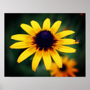 Biene on Black Mit Augen Susan Blume Poster