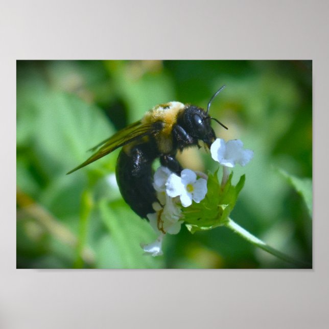 Biene Poster (Vorne)