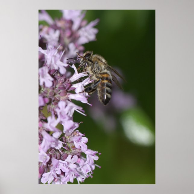 Biene Poster (Vorne)