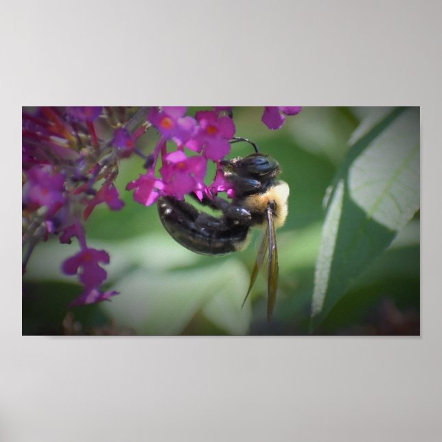 Biene Poster (Vorne)
